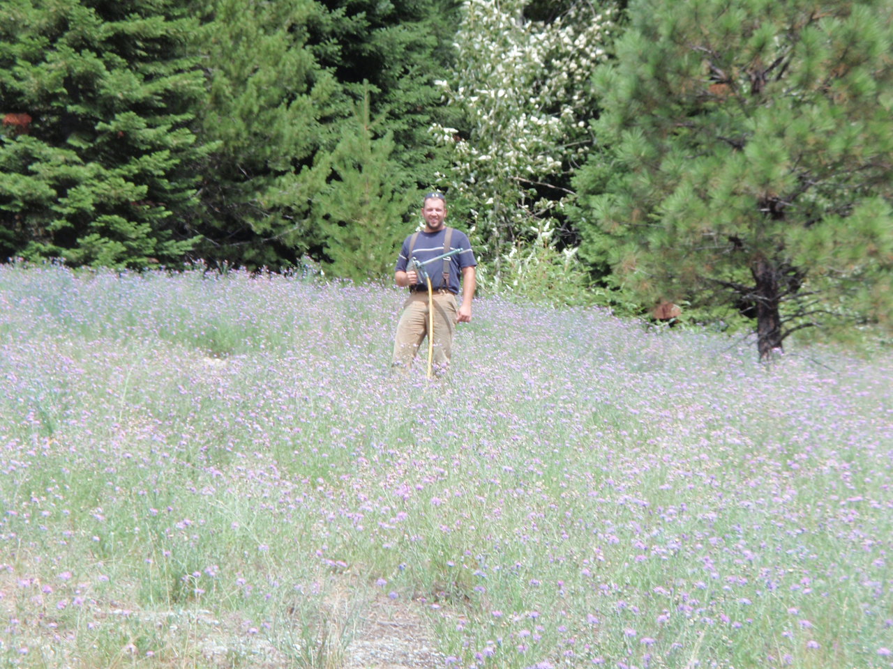 KC Pest and Weed field work in a dense noxious weed patch on Northwest terrain